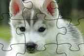 Dog jigsaw puzzle game