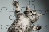 cute cat puzzle game